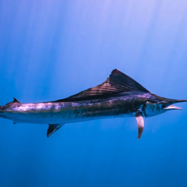 Mercury Marine Dealer Stuart, FL